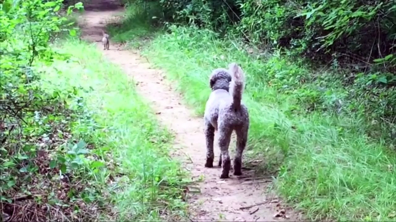 DOG AND BUNNY STARING CONTEST