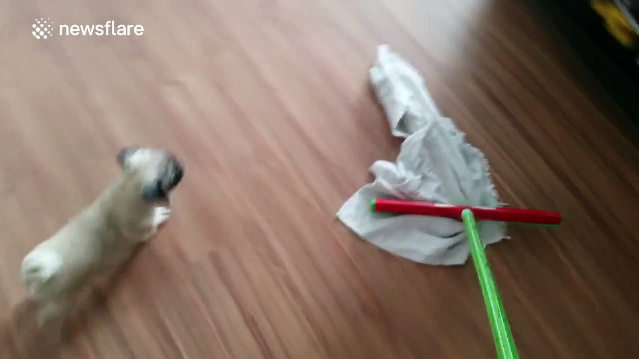Puppy REALLY wants that rag