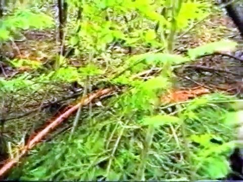 Спецназ ВДВ. Выставление скрытого охранения места дневки