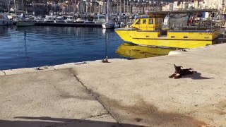 Éducation d'un chiot bull terrier à la ciotat