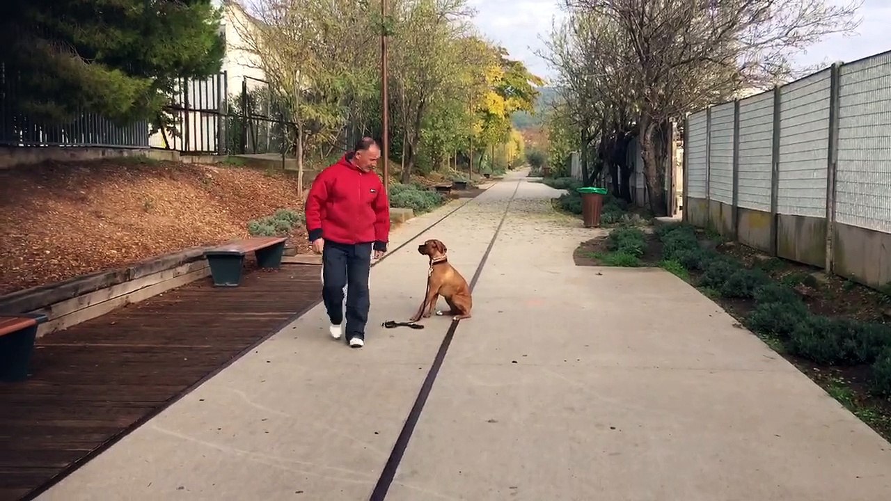 Education d'une chienne craintive à la Ciotat