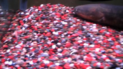 Une anguille électrique dévore 4 poissons rouges...