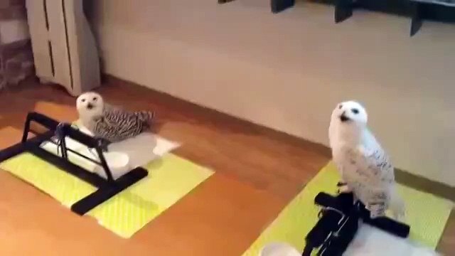 Смех совы такой услышишь темной ночью - будет не до смеха ))