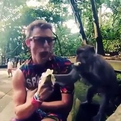 monkey having Fun