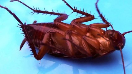 Download Video: filme proibido COCKROACH: rated movie for those who are afraid of cockroach animais assustadores