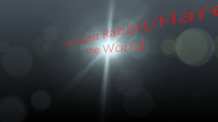 The Largest Rabbit/Hare in  the World
