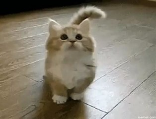 The cutest confused kitten