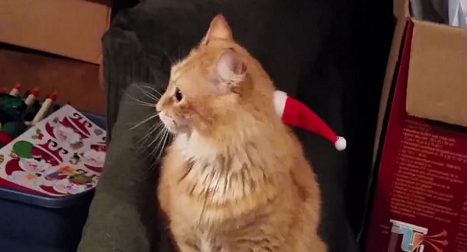 Un chat porte le bonnet du Père Noël