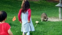RACOON Two Kids Stop the Raccoons from Bird Feeder Food Fun Kids Videos with Racoon funny kids