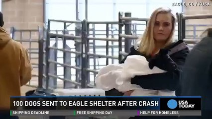 100 rescue dogs  involved in accident,  now safe and sound  HD Dailymotion