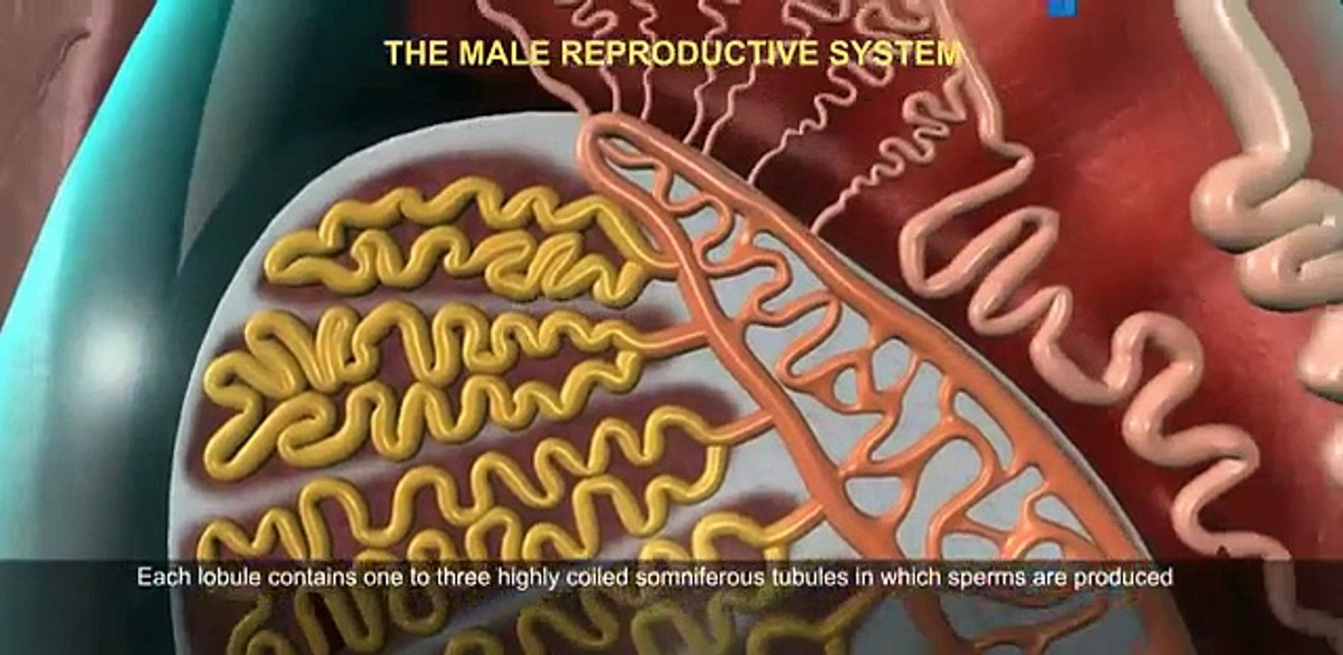 Male Reproductive system of Human