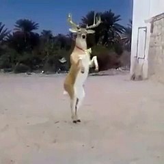 dance  of kangaroo animal Full Funny Video  By Daily Fun