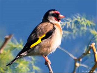 Canto del jilguero comun