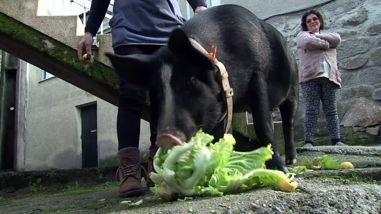 Weihnachtsschwein toninho soll leben