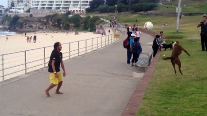 Суровая бразильская собака )))