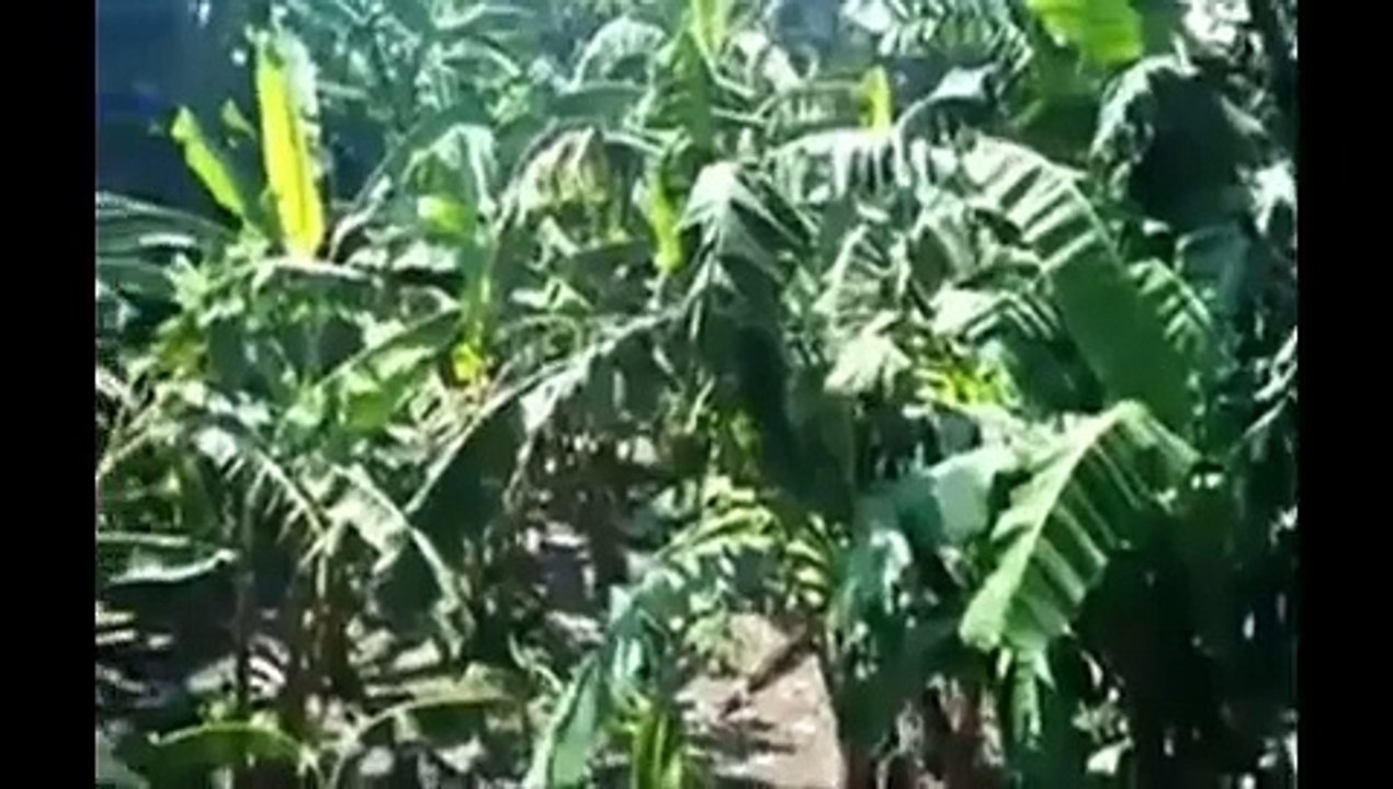 INDIAN girl leaked mms scandal-Top Funny Videos-Top Funny Pranks-Funny Fails-ZaidAliT Videos-Viral Videos-WhatsApp Video