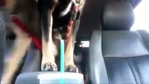 dogs-are-clearly-far-smarter-than-the-idiot-who-left-them-locked-in-a-car