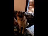 dog-tries-everything-to-avoid-going-in-the-kennel