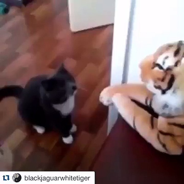 mike Tyson of kitties...how crazy is this