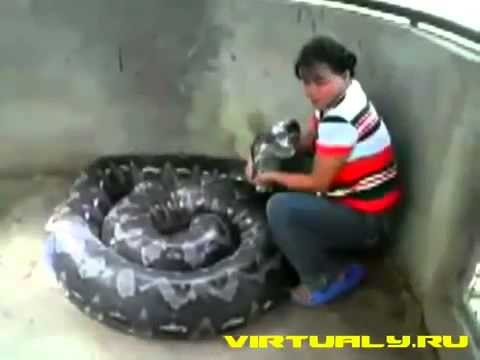 Сердца миллионов людей встрепенулись от произшедшего, удивительное и интересное видео невероятно