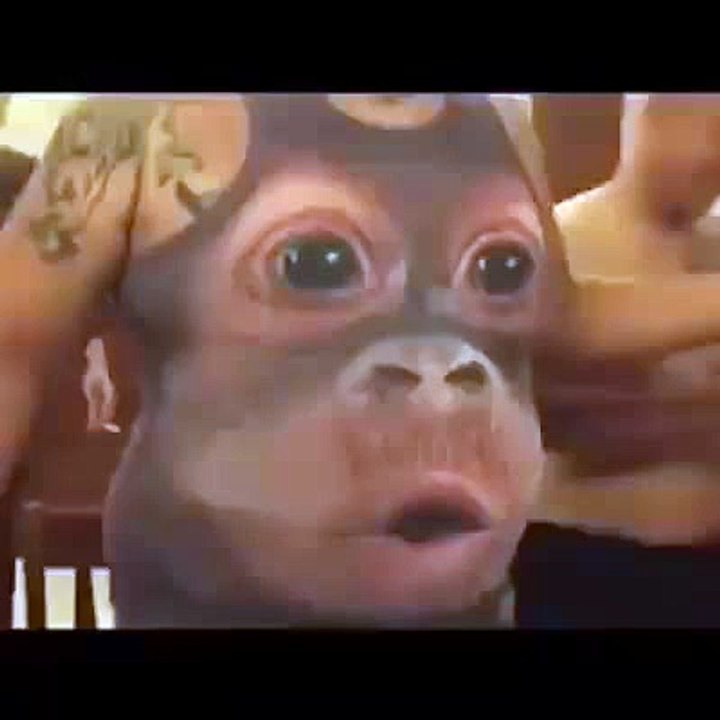 Real monkey tatoo