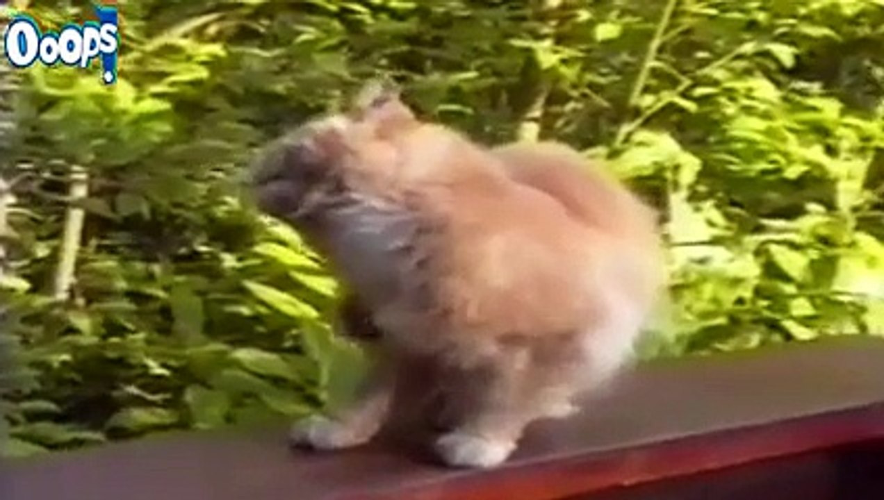 FUNNY VIDEOS 2015 FUNNY CAT VIDEOS FUNNY CATS COMPILATION FUNNY ANIMALS COMPILATION 2015