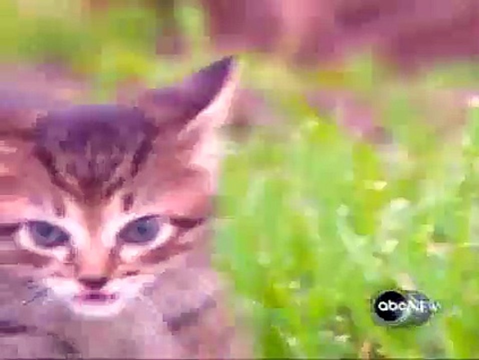Gato con 6 patas