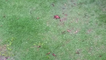 Granizo em Victor Hugo na Região Serrana do ES