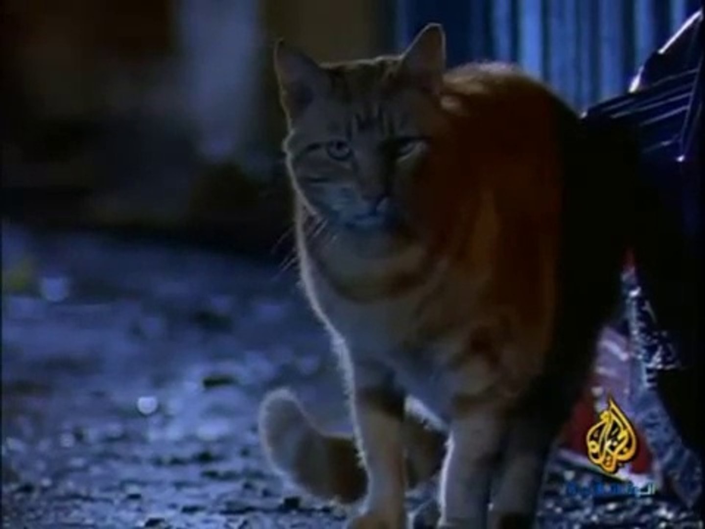 ⁣عالم القطط ... ! كيف تتزاوج القطط ؟ | أفلام وثائقية