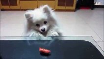 New 2016 Funny Things - Funny Videos - Funny Dog wants his weiner! he is trying so hard to get it HILARIOUS F