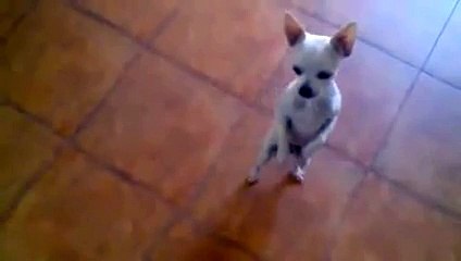 New 2016 Funny Things - Funny Videos - best dancing chiwawa