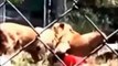 Animal Attacks on Humans   Most Shocking Attacks Caught on Tape clip