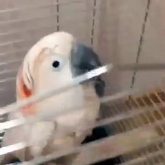 انتہائی شرمناک حالت میں ویڈ یو منظر عام