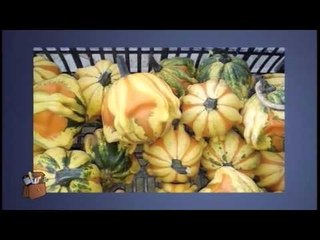 Metropolis  La cartella dei Talenti del 17 Dicembre 2015