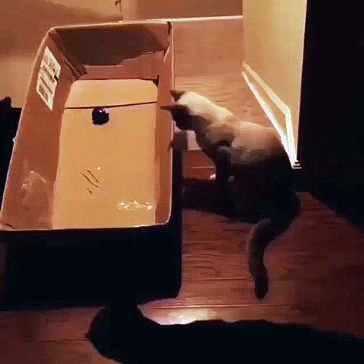 Cat in Laser Chase - Failed )