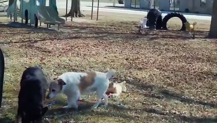 Не хочет отпускать собаку