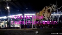 JARIPEO 20 TOROS DESTRUCTORES DE MEMO OCAMPO EN PLAZA SANTIAGUITO IZUCAR DE MATAMOROS MEXICO DICIEMBRE 2015