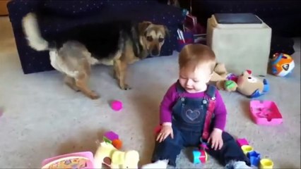 WHEN DOGS & BABIES COLLIDE