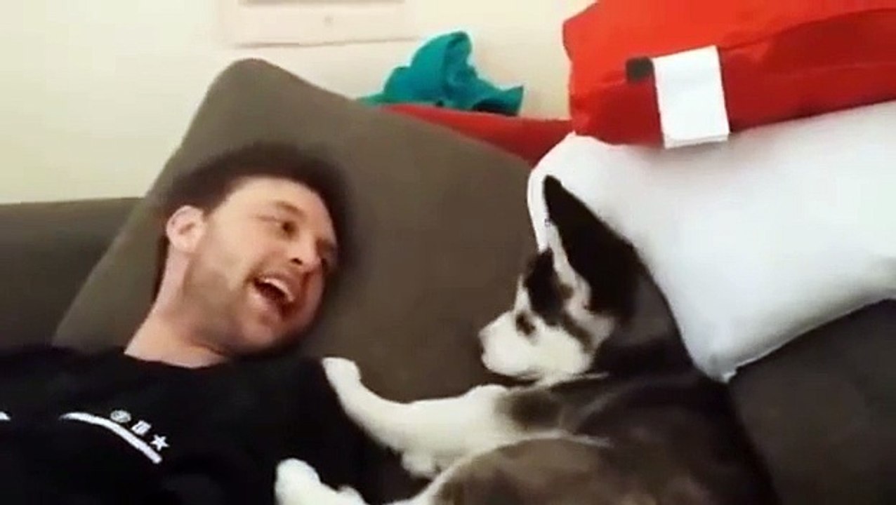 Husky puppy argues w- Aaron D-Boyy Dissell & Puts foot in mouth (3Million FB Views)