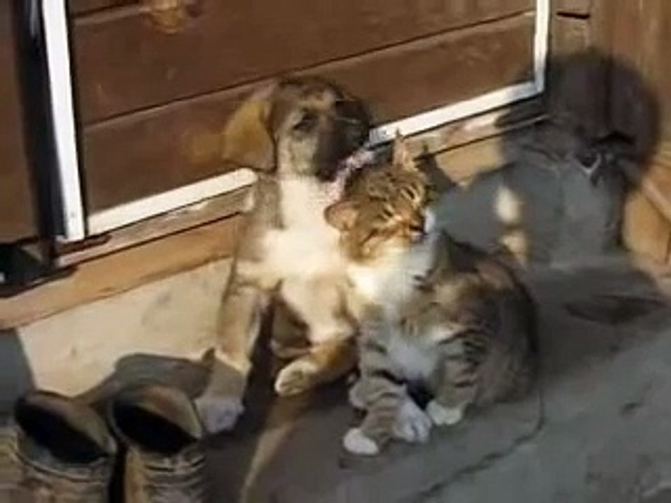 Няшики обнимаются