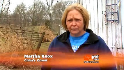 Amazing Blind Dog Loves to Play Ball
