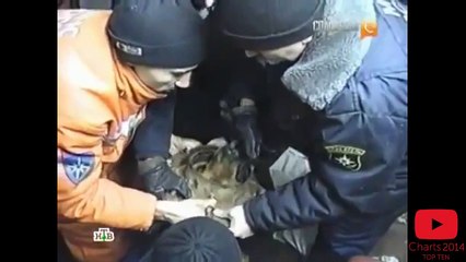 Top 10 Most Inspiring Dog Rescues [NEW 2014]