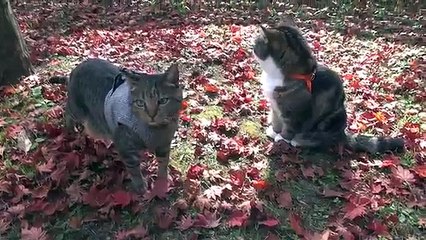 Maru & Hana in autum