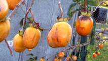 Tanenashi Persimmon Trees