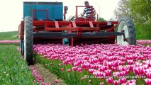 Tulpen koppen _ Topping Tulips - Vido Fleur