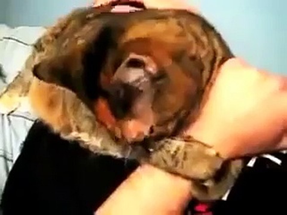 Ржачный кот