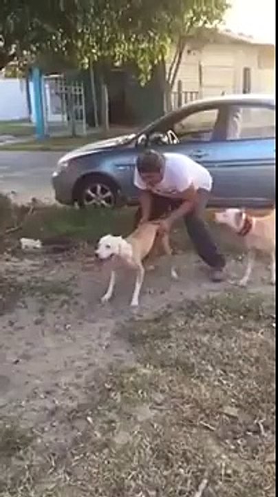 Dog Has Jumping
