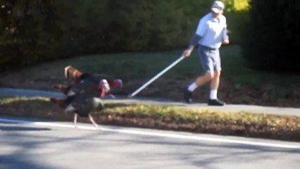 Turkeys Attack Falmouth mailman 'Every day.'