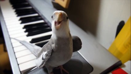 cockatiel singing Totoro