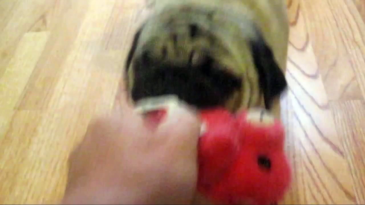 share Cute Pug Won’t Share His Toy share